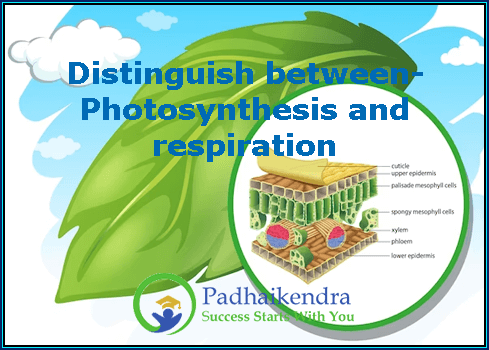 Distinguish between- Photosynthesis and respiration