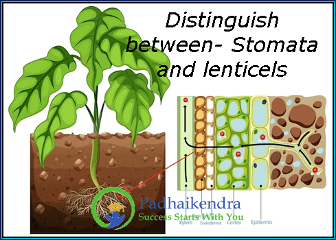 Distinguish between- Stomata and lenticels