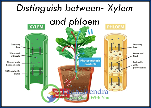 Distinguish between- Xylem and phloem