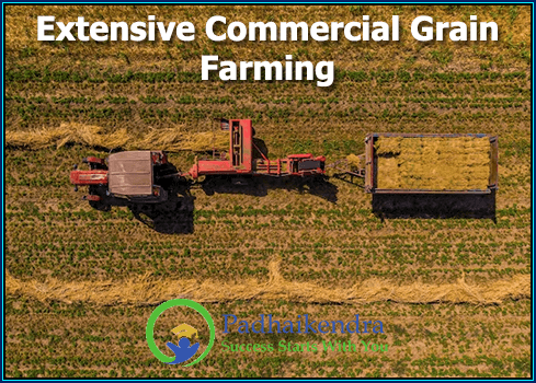 Extensive Commercial Grain Farming