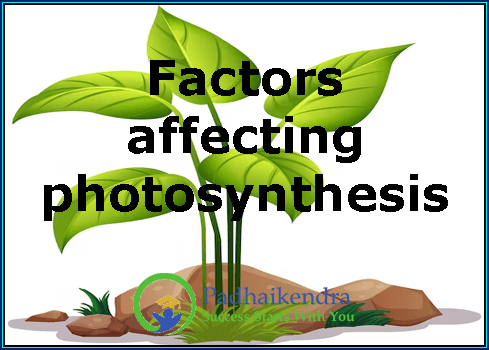Factors affecting photosynthesis