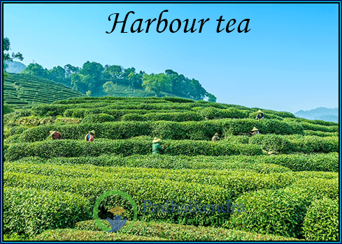 Meaning of the term Harbour tea