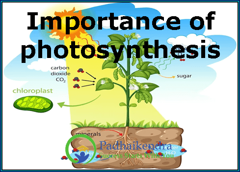 Importance of photosynthesis