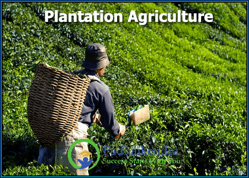 Plantation Agriculture
