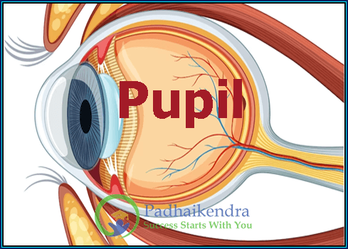 Pupil