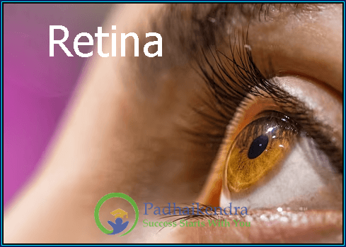 Retina