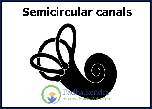 Semicircular canals