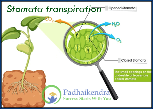 Stomata transpiration