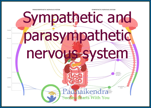 Sympathetic and parasympathetic nervous system