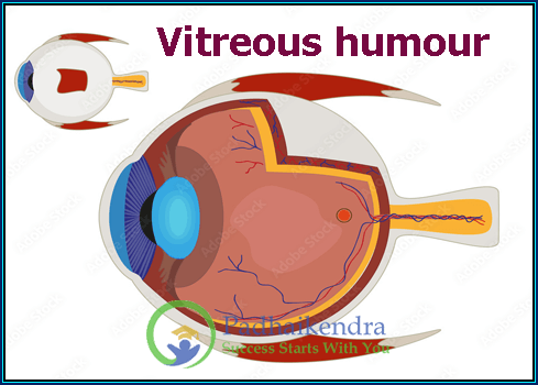 Vitreous humour