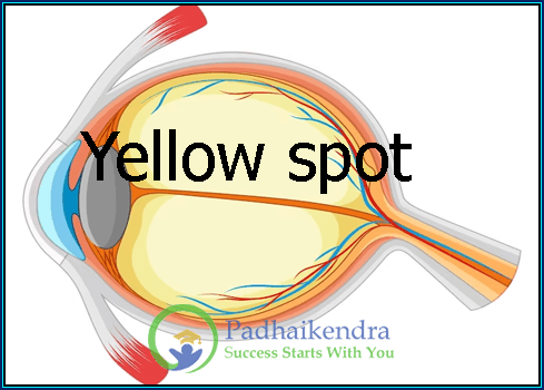 What is a Yellow Spot?