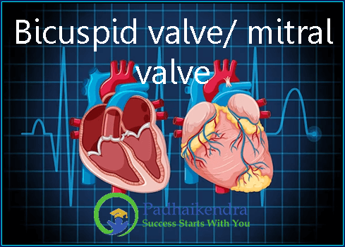 Bicuspid valve/ mitral valve