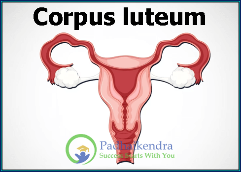 Corpus luteum