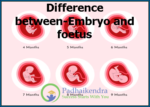 Difference between-Embryo and foetus