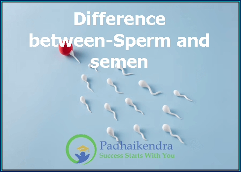Difference between-Sperm and semen