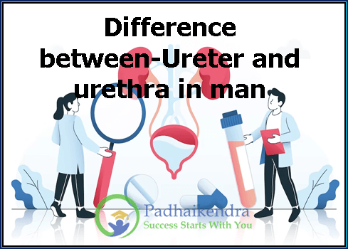 Difference between-Ureter and urethra in man