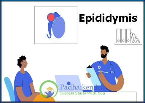 Epididymis
