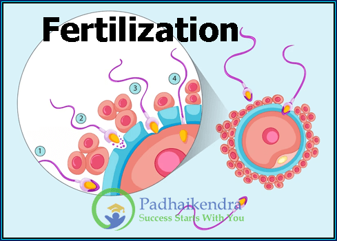 Fertilization