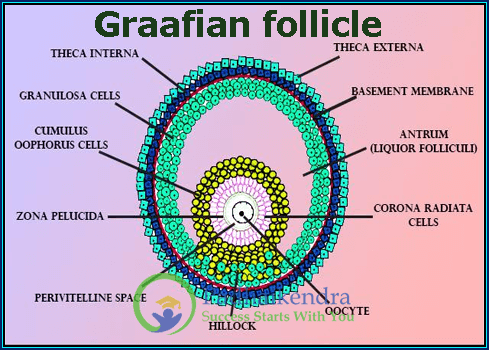 Graafian follicle