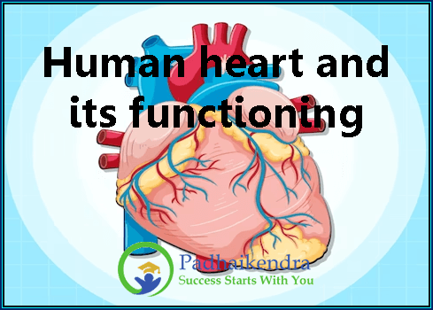 Human heart and its functioning