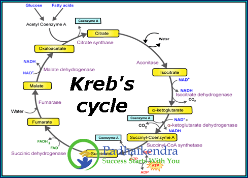 Krebs cycle