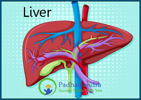 Liver