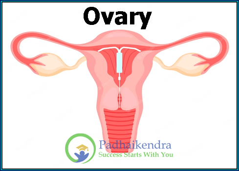 Ovary
