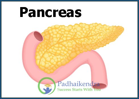 Pancreas
