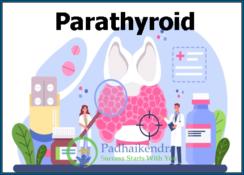 Parathyroid