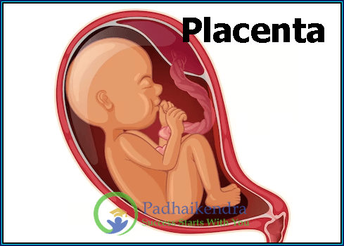 Placenta