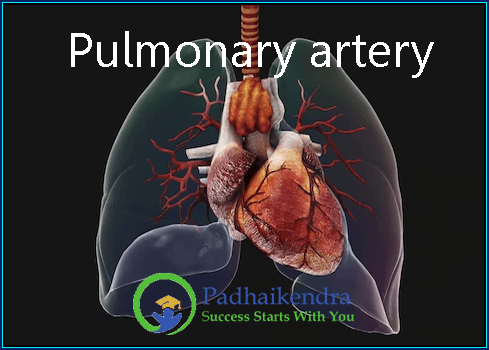 Pulmonary artery