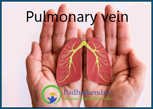 Pulmonary vein