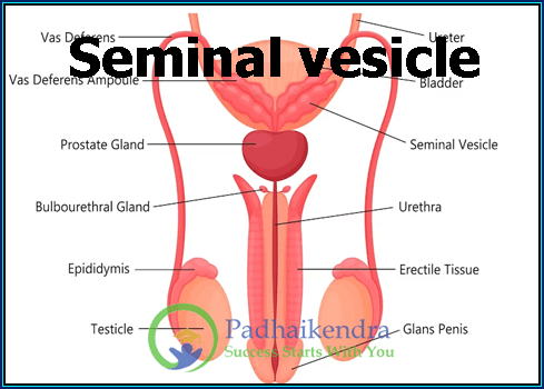 Seminal vesicle