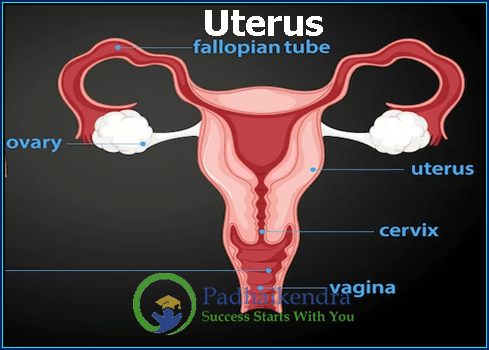 Uterus
