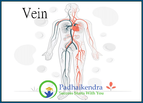 Vein