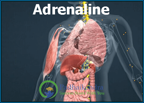 Adrenaline