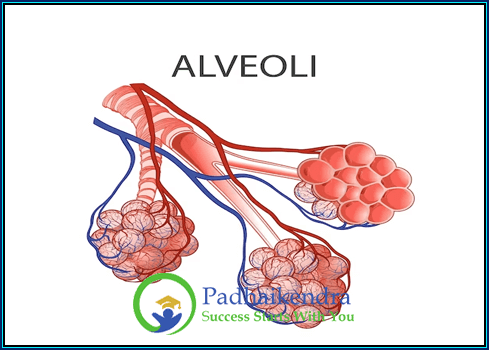 Alveoli