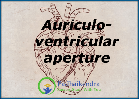 Auriculo- ventricular aperture