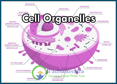 Cell Organelles