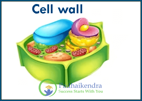 Cell wall