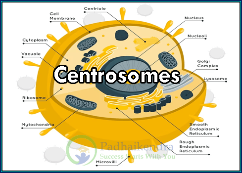 Centrosomes