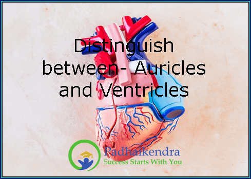 Distinguish between -Auricles and Ventricles