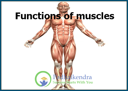 Functions of muscles