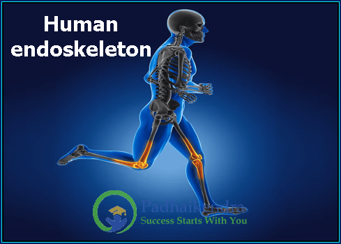 Human endoskeleton