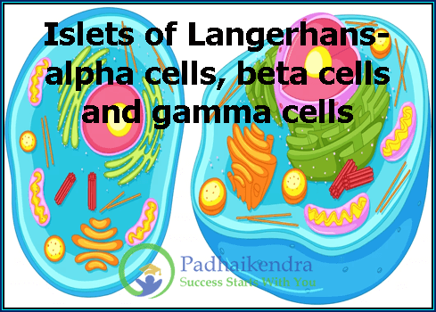 Islets of Langerhans- alpha cells, beta cells and gamma cells