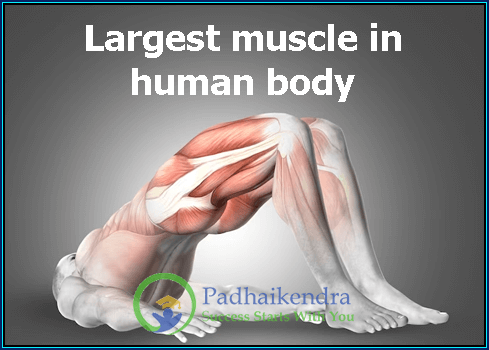Largest muscle in human body