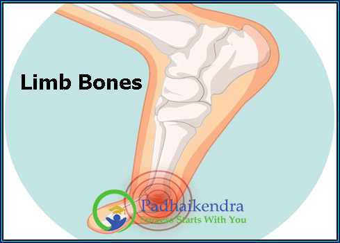 Limb Bones
