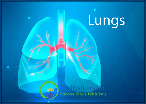 Lungs