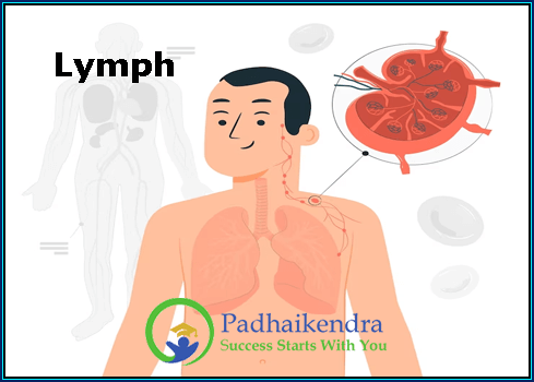 Lymph