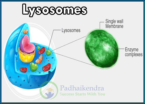 Lysosomes